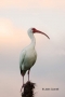 White-Ibis;Ibis;Eudocimus-albus;Flight;One;one-animal;avifauna;bird;birds;feathe